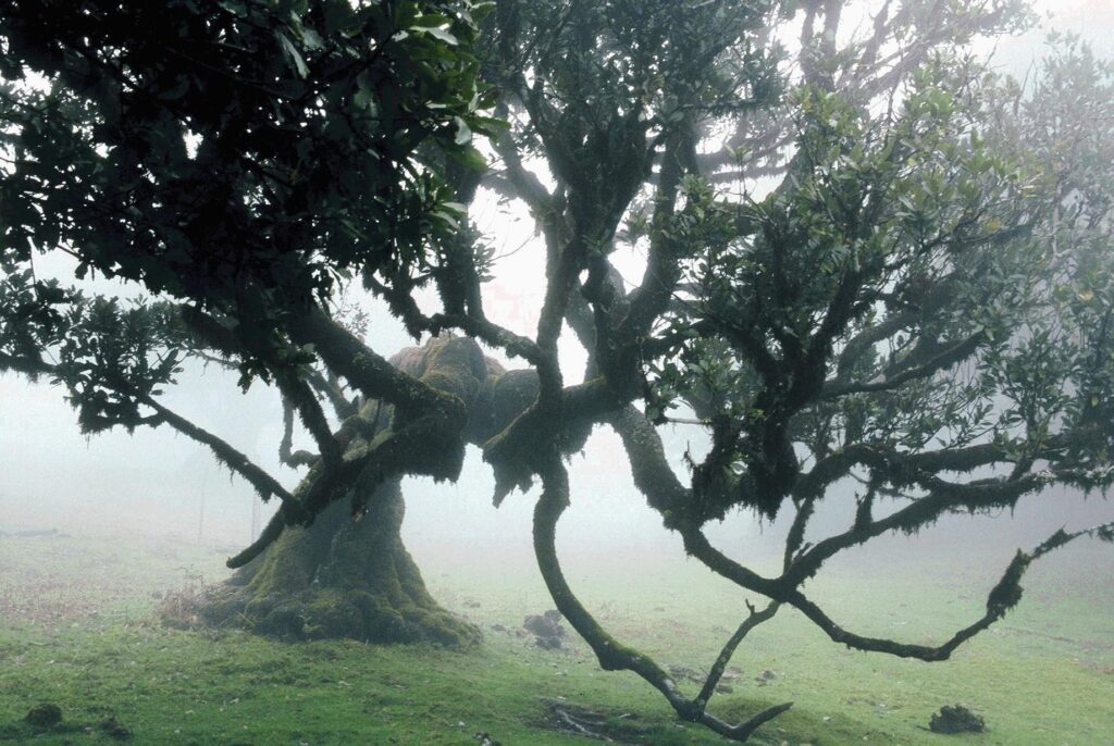 Fanal - Full Day Tour – Madeira adventure tours, Lokoloko