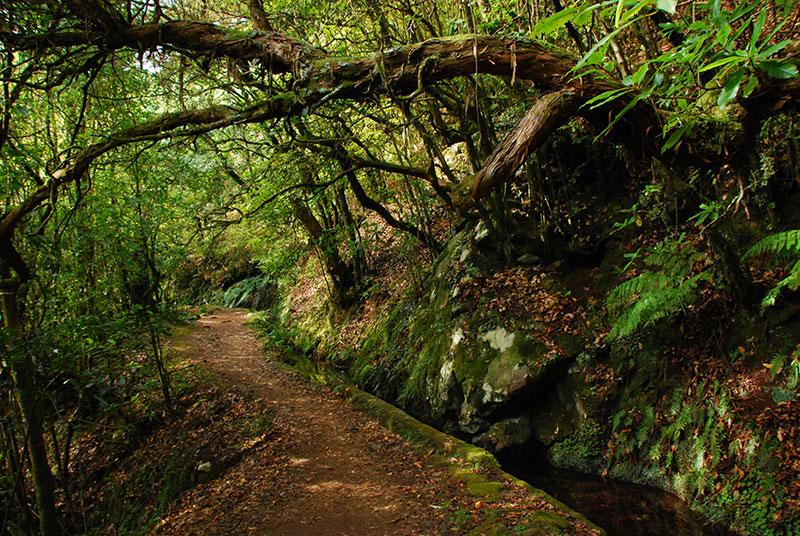 Ribeiro Frio - Portela - Full Day Tour – Madeira adventure tours, Lokoloko