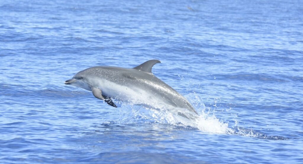 Lokoloko whale and dolphin watchibg tours zoom e1708620705681 – Lokoloko Madeira