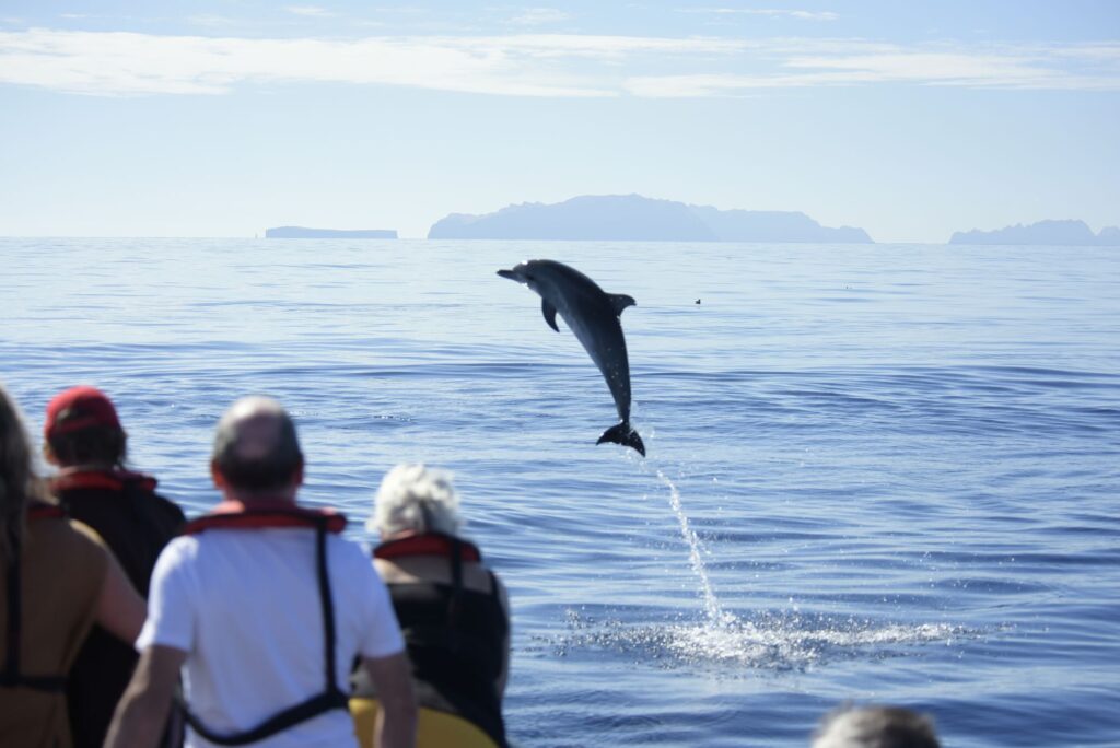 Whale & Dolphin Watching – Madeira adventure tours, Lokoloko