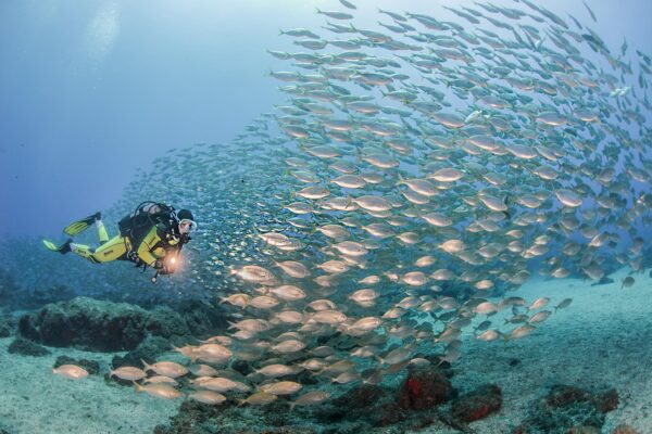 Lokoloko discover scuba diving in the sea 3 – Lokoloko Madeira